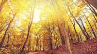 Foto von vielen Bäumen im Wald mit herbstlicher Stimmung