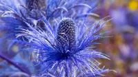 Foto einer blauen Distel