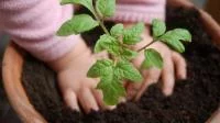 Kinderhände pflanzen eine Kartoffelpflanze