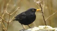 Foto einer Amsel im Winter