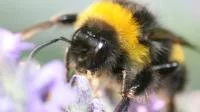 Foto einer Hummel