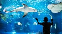 Kindersilhouette vor Aquarium