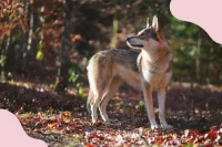 Symbolbild für den Alternativen Wolf- und Bärenpark
