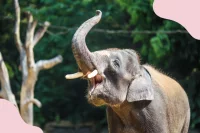 Symbolbild für den Tierpark Hagenbeck
