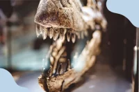 Symbolbild für das Senckenberg-Naturmuseum