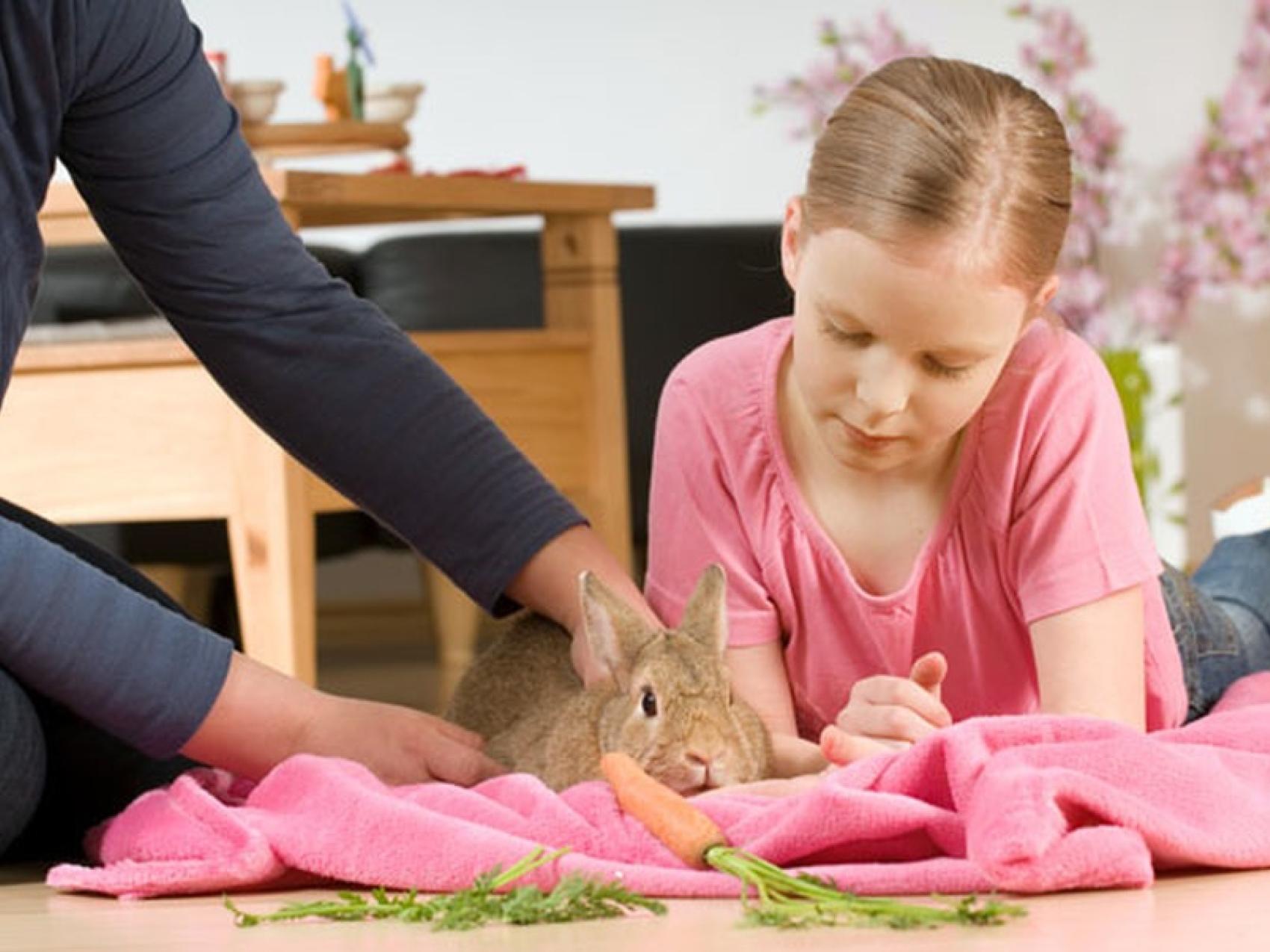 Haustier ja oder nein? | Lernando