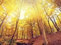 Foto von vielen Bäumen im Wald mit herbstlicher Stimmung