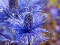 Foto einer blauen Distel