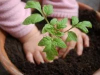 Kinderhände pflanzen eine Kartoffelpflanze