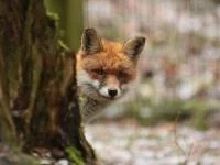 Foto eines Fuchses im Wald