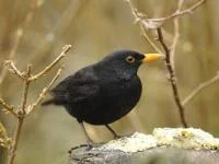 Foto einer Amsel im Winter