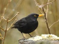 Foto einer Amsel im Winter