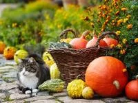 Katze neben Korb mit Kürbissen