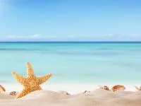 Seestern am Strand