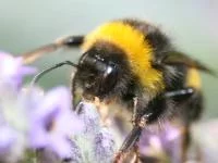 Foto einer Hummel