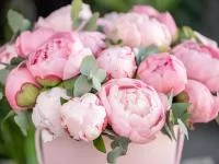 Ein Strauß rosa Pfingstrosen