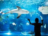 Kindersilhouette vor Aquarium