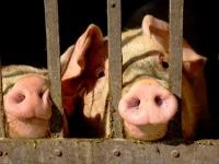 Schweine hinter Gittern
